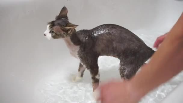 Klinikte suyla yıkanmış bir kedinin yakın çekimi.