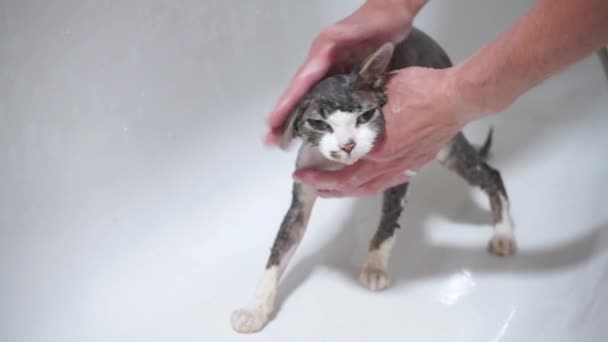 Het wassen van de kattenkop in water en zeep — Stockvideo