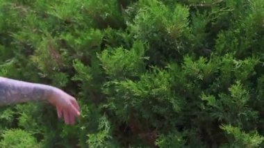 Kız thuja ardıç dokunur