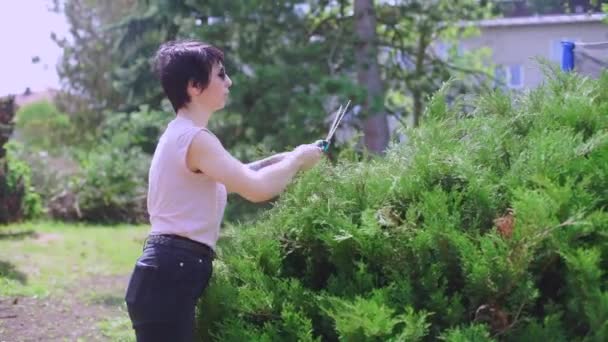 Chica diligentemente cizalla tuja arbusto con tijeras — Vídeo de stock