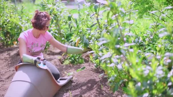 La mujer arranca las hojas de la planta, el cuidado del jardín — Vídeos de Stock