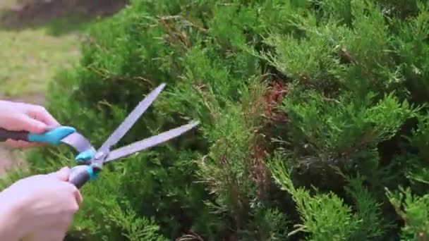 Thuja-Buschschere mit Gartenschere — Stockvideo