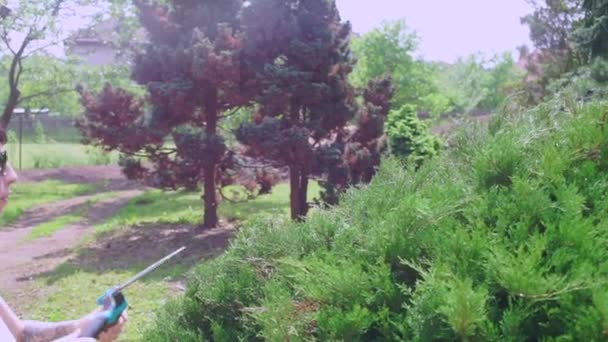 El jardinero corta el arbusto con grandes tijeras — Vídeos de Stock