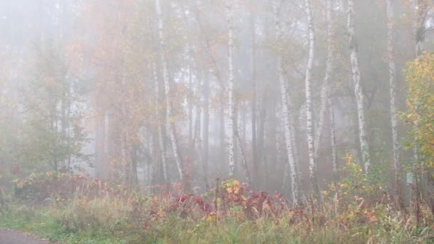 Höstskog i dimman — Stockvideo
