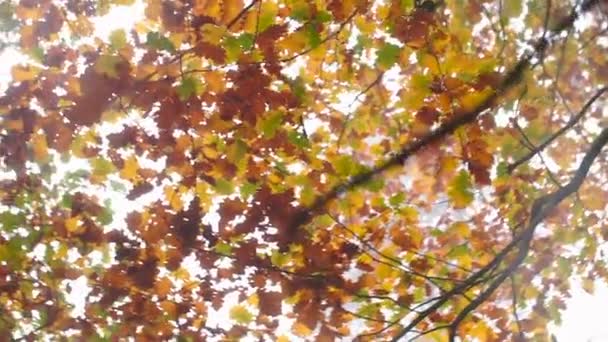 Blätter von Baumwipfeln wirbeln im Nebel eines Herbstwaldes — Stockvideo