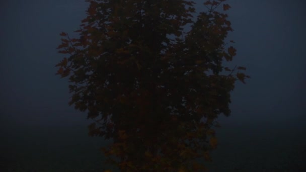 Árbol solitario por la noche en la niebla — Vídeos de Stock