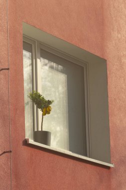 Canlı bir saksı bitkisi, bereketli doğal ışık ve renkli duvar dokusuyla çerçevelenmiş pencerenin kenarına oturur..