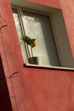 Canlı bir saksı bitkisi pencere kenarında oturur ve renkli bir apartmanın dış yüzeyine yeşillik katar. Güneş ışığının etkileşimi sahneyi güçlendirir..