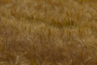 Rüzgarda hafifçe sallanan altın buğday tarlasının sakin manzarası kırsal alanların güzelliğini ve tarım bolluğunu gözler önüne seriyor..