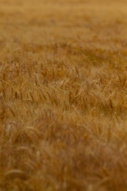 Geniş bir altın buğday yatağını barındıran sakin bir manzara yavaşça sallanarak sakin ve pitoresk bir kırsal alan yaratıyor..