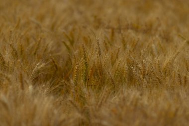 Esintide yavaşça sallanan altın buğday güzel bir engin. Hasat mevsiminde doğanın cömertliğini yakalıyor..