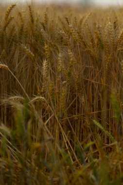 Esintide sallanan altın buğdayın sakin manzarası hasat mevsiminin ve doğal güzelliğin özünü yakalıyor..