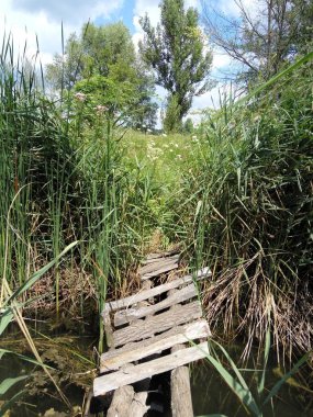 Sazlıktaki bir orman deresinden geçen eski duvar ustası.
