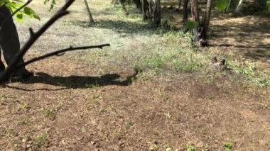 Bir kır evinin çimlerinde çim biçme suyu. Video 4k.