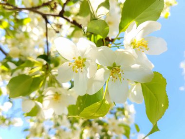 Bahar bahçesinde bol miktarda çiçek açan elma ağacı. Yüksek kalite fotoğraf