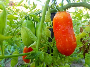 Bahçedeki çalıların üzerinde olgunlaşmış domatesler..