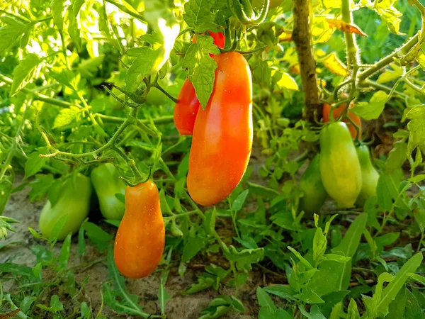Вирощування помідорів на кущі в саду . — стокове фото