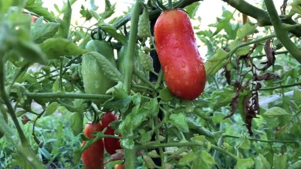 Ripening tomatoes on a bush in the garden. — Stock Video