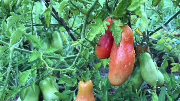 La maduración de tomates en un arbusto en el jardín. — Vídeos de Stock