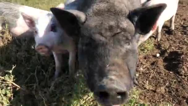 Un cerdo negro con sus crías camina por el césped y come hierba verde. — Vídeos de Stock