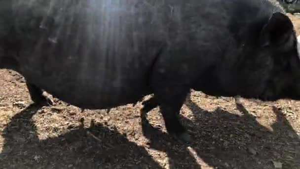 Una cerda negra y gorda pasea por la granja. — Vídeo de stock