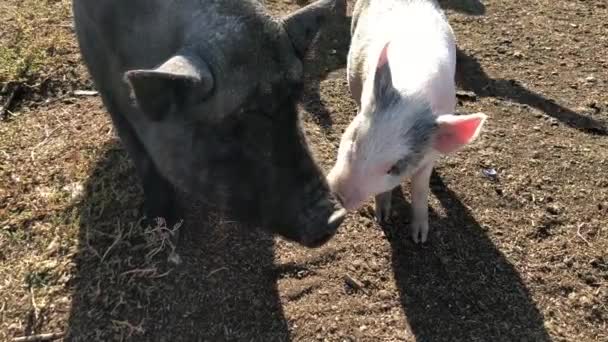 Een zwarte vette zeug loopt rond de boerderij. — Stockvideo