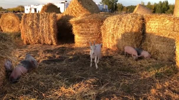 Small pigs forage amongst the straw stacks. — Stock Video