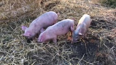 Küçük domuzlar saman yığınlarının arasında yiyecek arıyor. Yüksek kalite 4k görüntü.