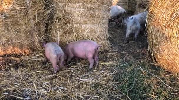 Małe świnie żerują wśród stosów słomy. Wysokiej jakości materiał 4k. — Wideo stockowe