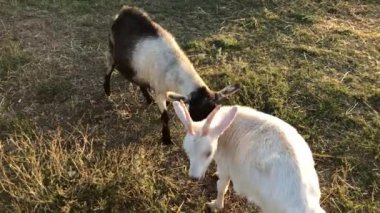 Çiftlikteki keçi çiftleşme oyunları.