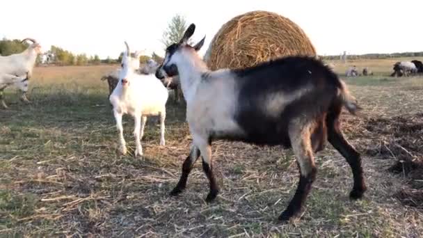 Juegos de apareamiento de cabras en la granja. — Vídeo de stock