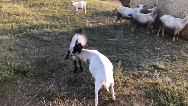 Jogos de acasalamento de cabras na fazenda. — Vídeo de Stock