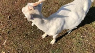 Keçiler çiftlikte otlar. Evcil hayvanların merakı. Yüksek kalite 4k görüntü.