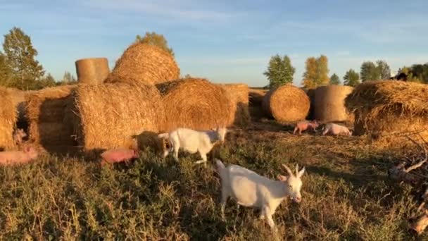 Getter Betar Gården Nyfikenhet Husdjur Högkvalitativ Film — Stockvideo