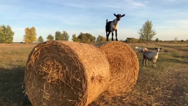 Getter Betar Gården Nyfikenhet Husdjur Högkvalitativ Film — Stockvideo