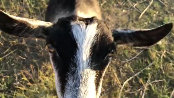 Las Cabras Pastan Granja Curiosidad Los Animales Domésticos Imágenes Alta — Vídeo de stock