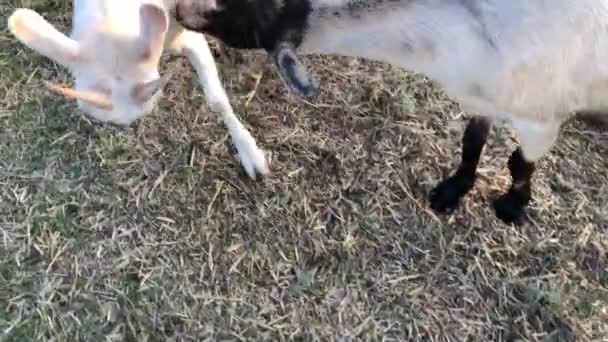 Bermain Main Dengan Kambing Peternakan Rekaman Berkualitas Tinggi — Stok Video