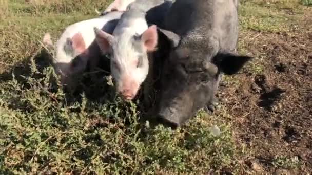 Cerdo Negro Con Sus Crías Camina Sobre Césped Come Hierba — Vídeo de stock