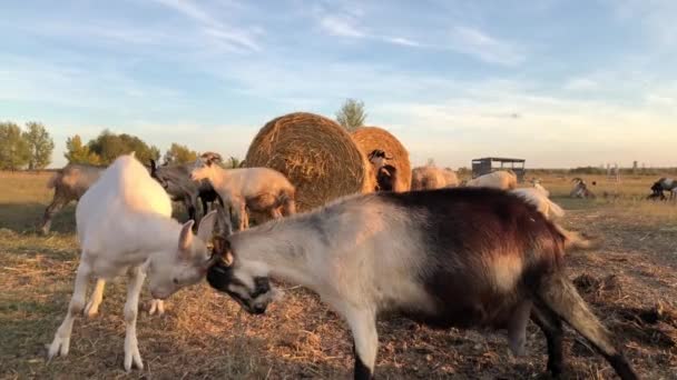 農場でヤギの試合をする 高品質4K映像 — ストック動画