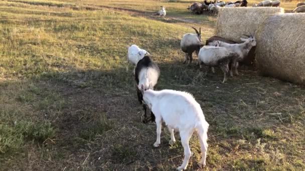 Paarungsspiele Von Ziegen Auf Dem Bauernhof Hochwertiges Filmmaterial — Stockvideo