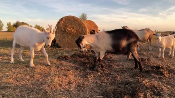 Çiftlikteki Keçi Çiftleşme Oyunları Yüksek Kalite Görüntü — Stok video