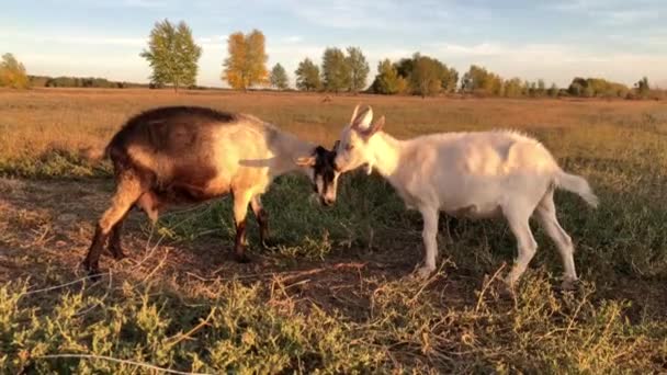 Juegos Apareamiento Cabras Granja Imágenes Alta Calidad — Vídeo de stock