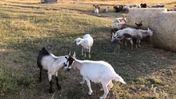 在农场里玩山羊游戏 高质量的4K镜头 — 图库视频影像