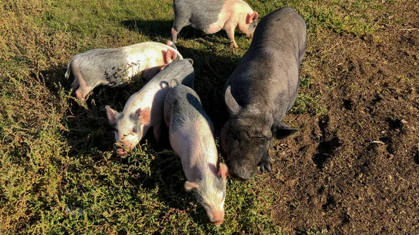 Husdjur Renrasiga Grisar Äter Grönt Gräs Gården Högkvalitativt Foto — Stockfoto