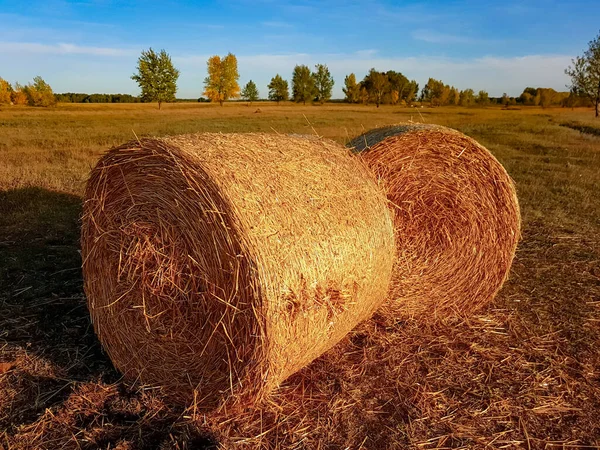 Hooi Oogsten Een Veld Herfst Voor Landbouwhuisdieren Hoge Kwaliteit Foto — Stockfoto