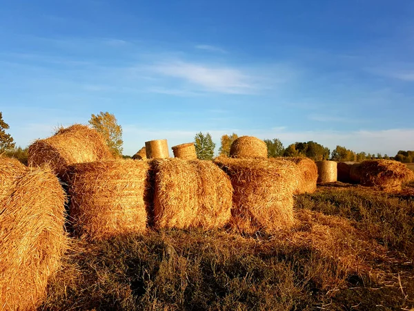 Sonbaharda çiftlik hayvanları için bir tarlada saman biçmek. Yüksek kalite fotoğraf