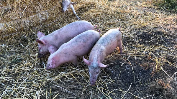 Маленькие Пятнистые Свиньи Копают Ломе Поисках Пищи Высокое Качество Фото — стоковое фото