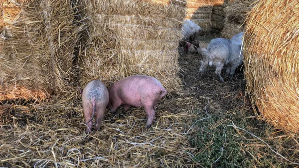 Маленькие Пятнистые Свиньи Копают Ломе Поисках Пищи Высокое Качество Фото — стоковое фото