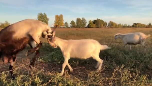 Juegos de apareamiento de cabras en la granja. Imágenes de alta calidad 4k. — Vídeo de stock