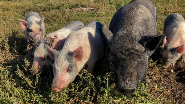 Домашние чистокровные свиньи едят зеленую траву на ферме. — стоковое фото